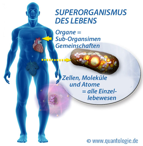 Superorganismus